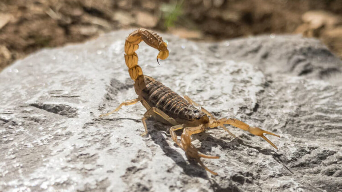 MS registrou cinco mortes por picada de escorpião em 10 meses e autoridades fazem alerta