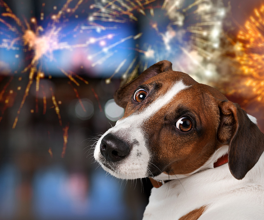 Barulho de fogos de artifício: população ainda não tem consciência do dano que causa aos cães