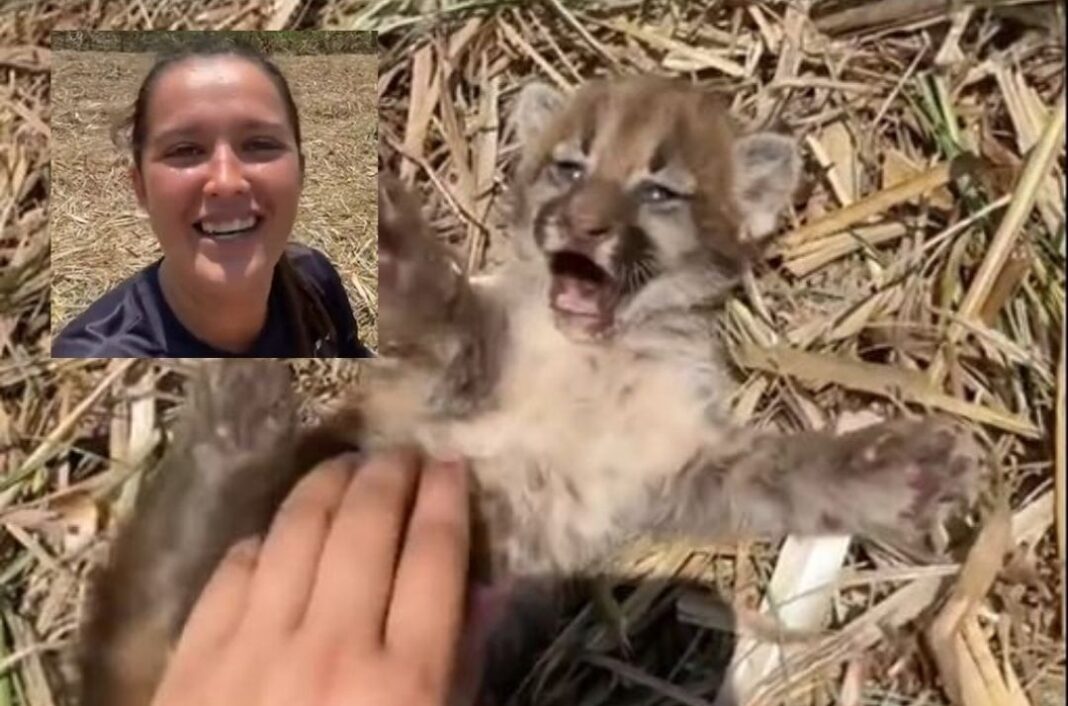 Filhote de onça puma é resgatado por pescador em RO, Rondônia