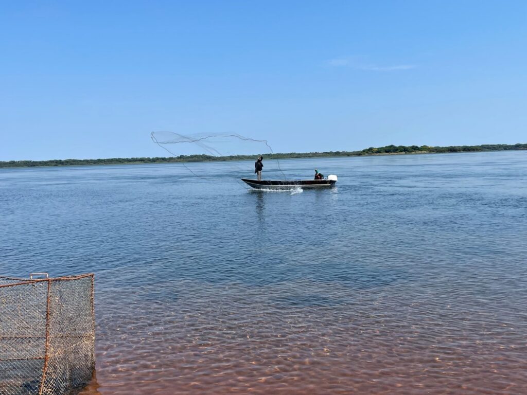 CESP realiza marcação de peixes para monitorar período reprodutivo de espécies nativas do rio Paraná