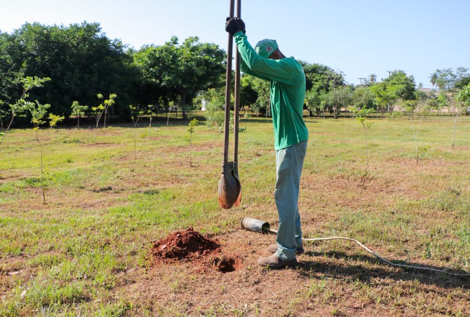 Conheça o projeto que plantará 1.000 árvores em Três Lagoas no ano de 2024