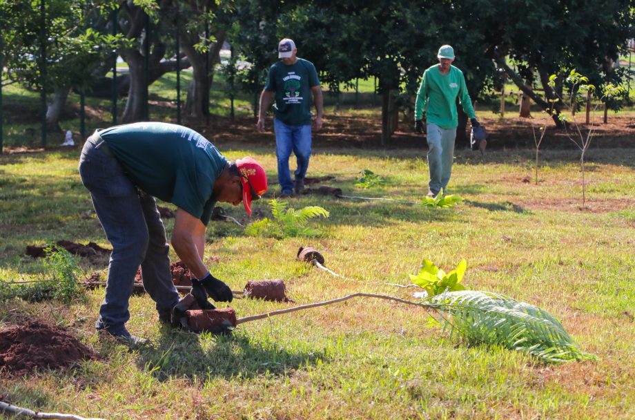 Conheça o projeto que plantará 1.000 árvores em Três Lagoas no ano de 2024