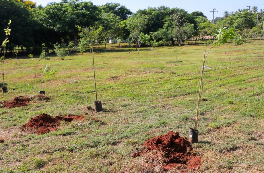 Conheça o projeto que plantará 1.000 árvores em Três Lagoas no ano de 2024