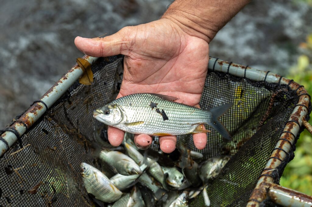 CTG Brasil vai soltar mais de 1 milhão de peixes no rio Paraná