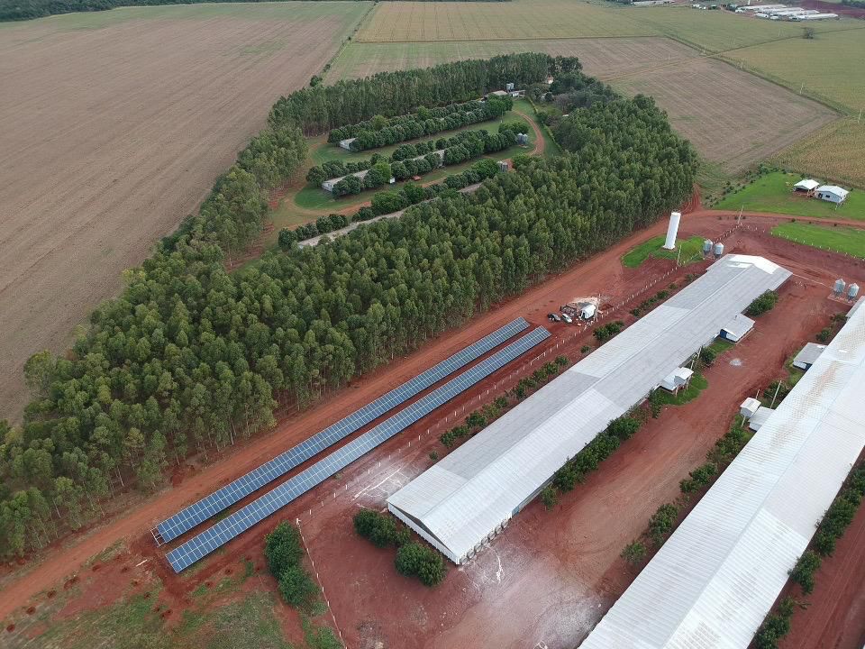 Frango Vida: incentivo a avicultura de MS garante mais de R$ 35 milhões aos produtores e ânimo ao setor