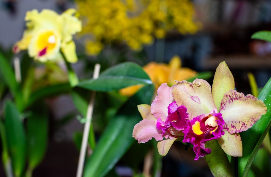ZEROU ESTOQUE – Exposição de Orquídeas e Rosas do Deserto na Casa do Artesão foi um sucesso