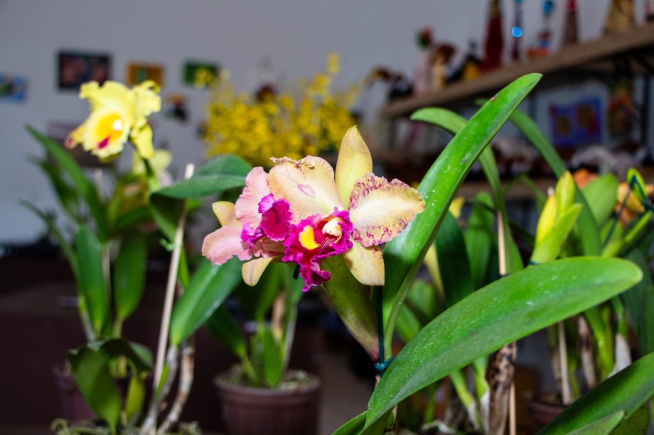 ZEROU ESTOQUE – Exposição de Orquídeas e Rosas do Deserto na Casa do Artesão foi um sucesso