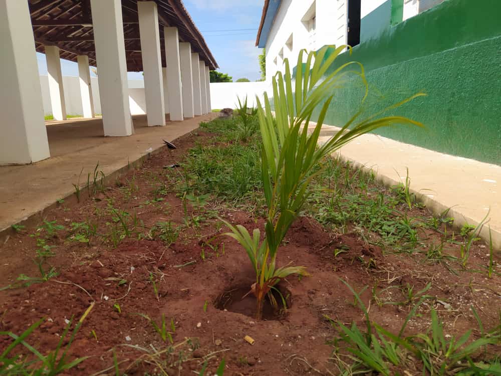 Brasilândia promove plantio de árvores para melhoria ambiental