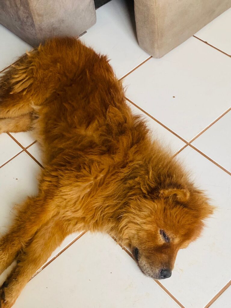 TRÊS LAGOAS: Após ser encontrado abandonado nas ruas, cão é resgatado, medicado e ‘dono’ aparece