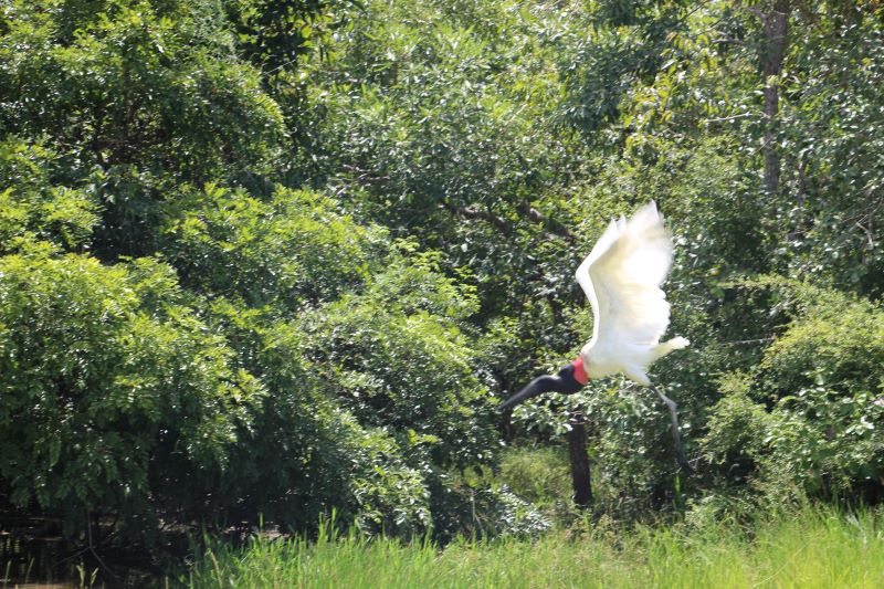 Para prevenir incêndios no Pantanal, Agems intensifica inspeções das redes rurais de energia em MS