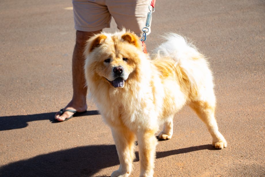 ENCOLEIRA CÃO – SMS promoveu plantão de atendimento no bairro Santa Júlia