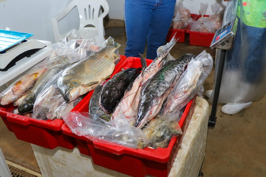 SUCESSO – 9º Feira do Peixe comercializou mais de 20 toneladas de pescados