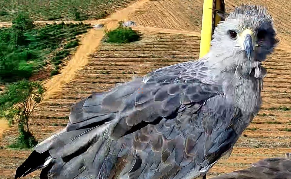 Aves da espécie Águia-cinzenta são avistadas nas florestas da Suzano em Mato Grosso do Sul