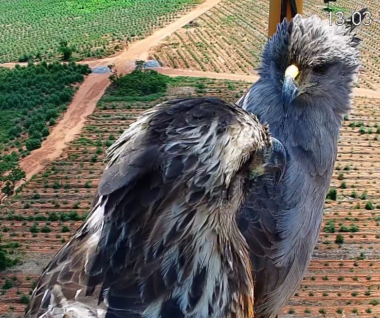 Aves da espécie Águia-cinzenta são avistadas nas florestas da Suzano em Mato Grosso do Sul