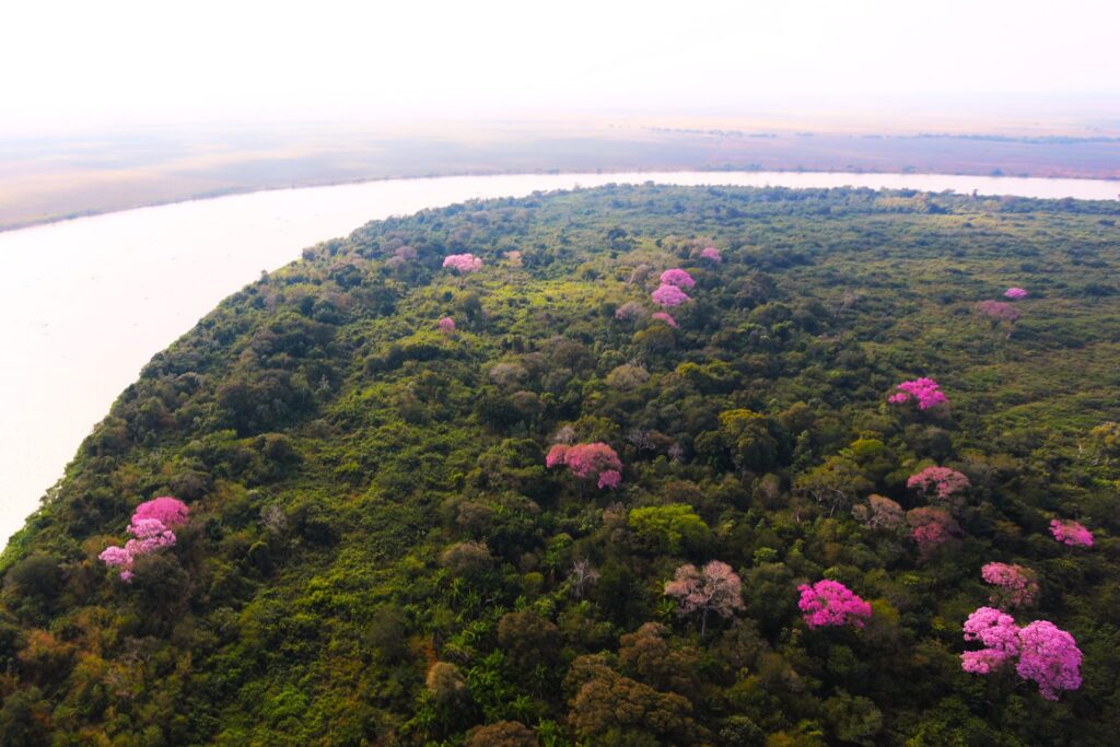 Resiliência: Pantanal Sul-mato-grossense se revela um gigante cheio de vida