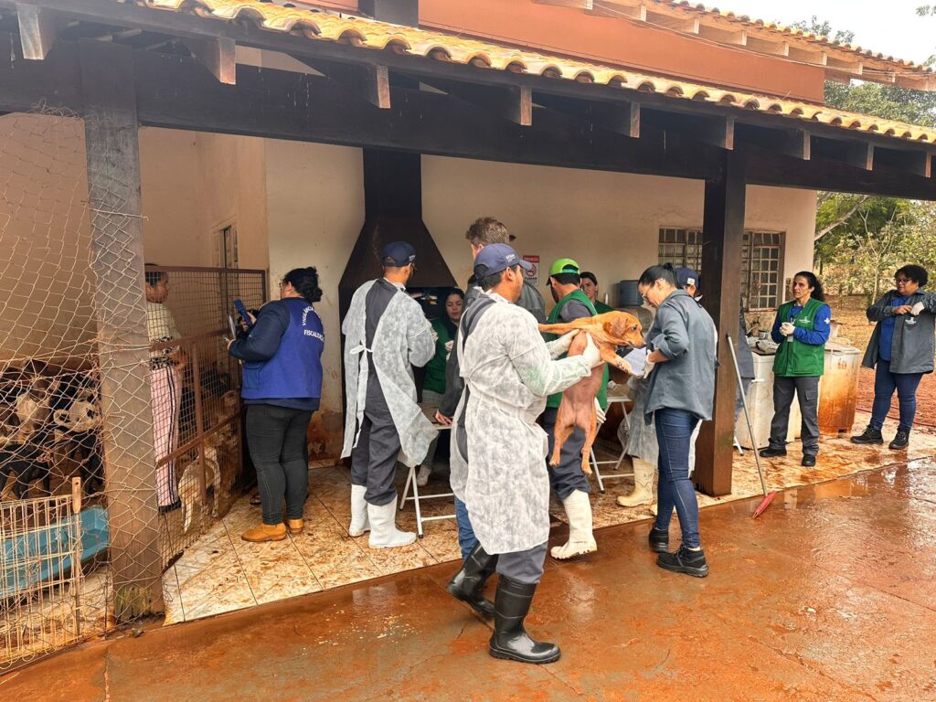 Polícia Civil coordena mutirão de limpeza realizado em ONG onde protetoras dos animais foram presas por maus-tratos e poluição ambiental