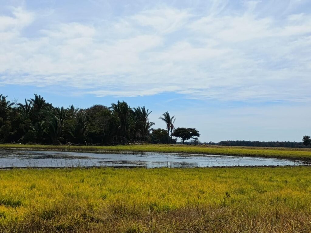 Pantanal de MS tem umidade em 10% e focos ativos em diferentes regiões