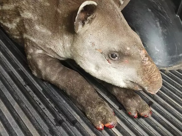 Oncinhas-pintadas carbonizadas e filhote de anta com patas queimadas são vítimas dos incêndios no Pantanal