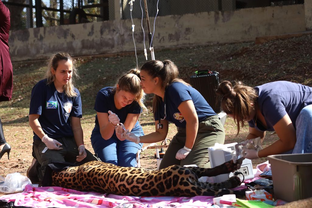 Hospital Ayty completa um ano de atividade com 3 mil reabilitações de animais silvestres