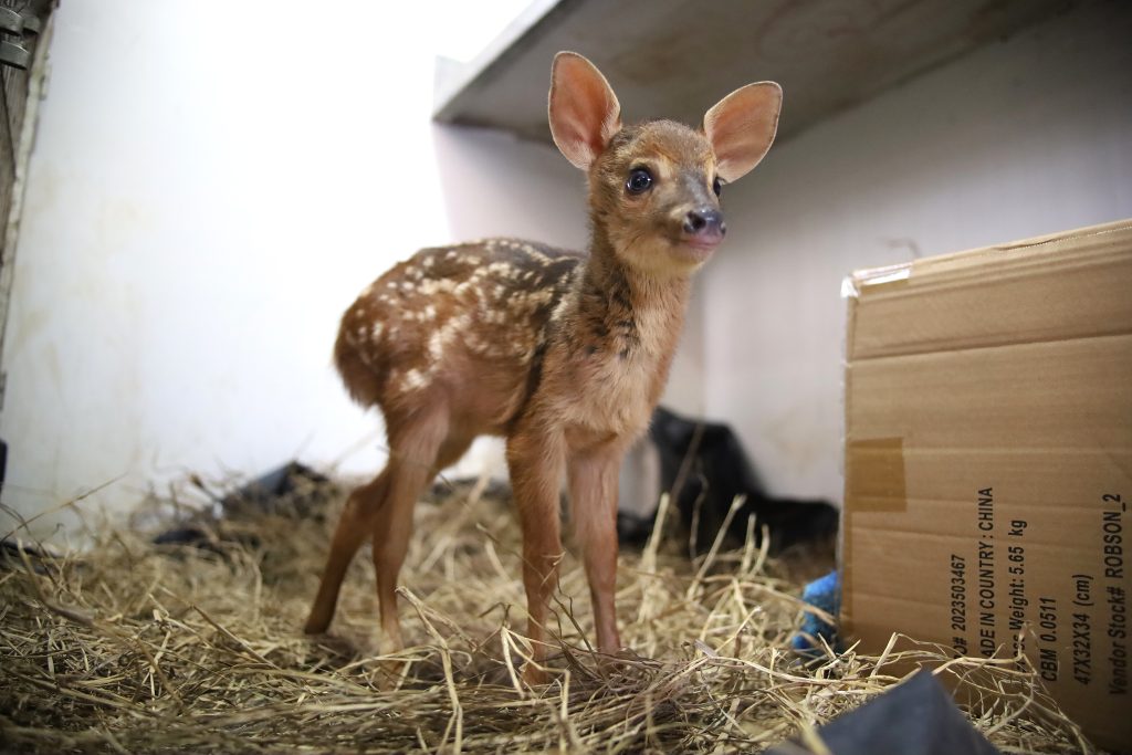 Hospital Ayty completa um ano de atividade com 3 mil reabilitações de animais silvestres