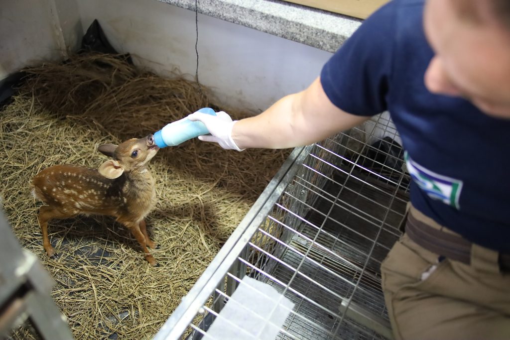 Hospital Ayty completa um ano de atividade com 3 mil reabilitações de animais silvestres