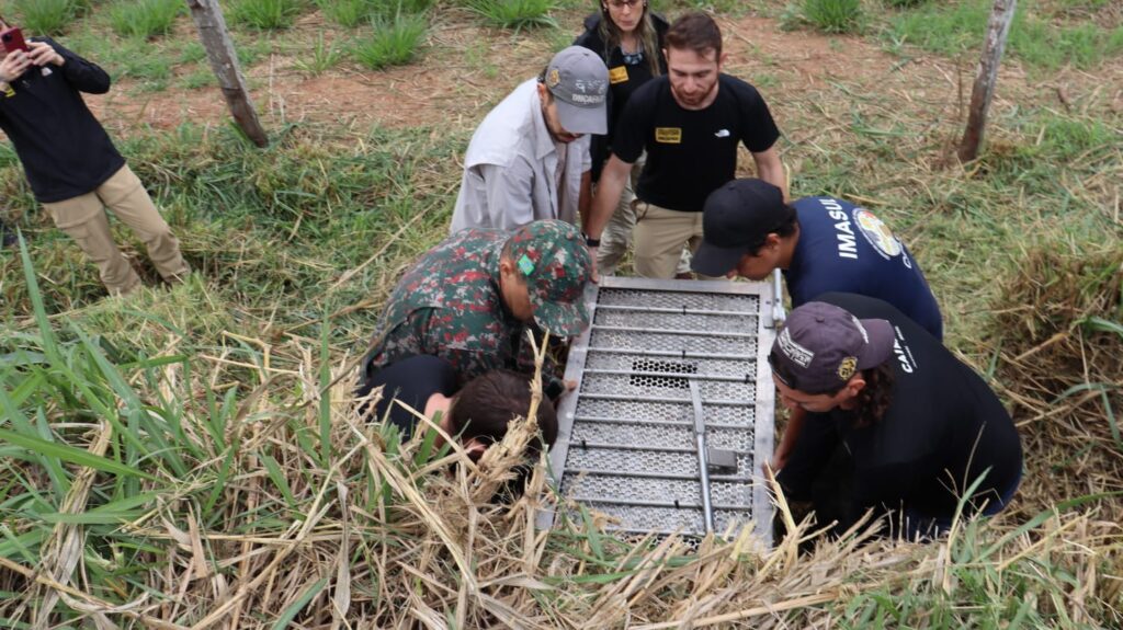 Onça-pintada resgatada em incêndio, volta ao Pantanal de MS após 43 dias de tratamento