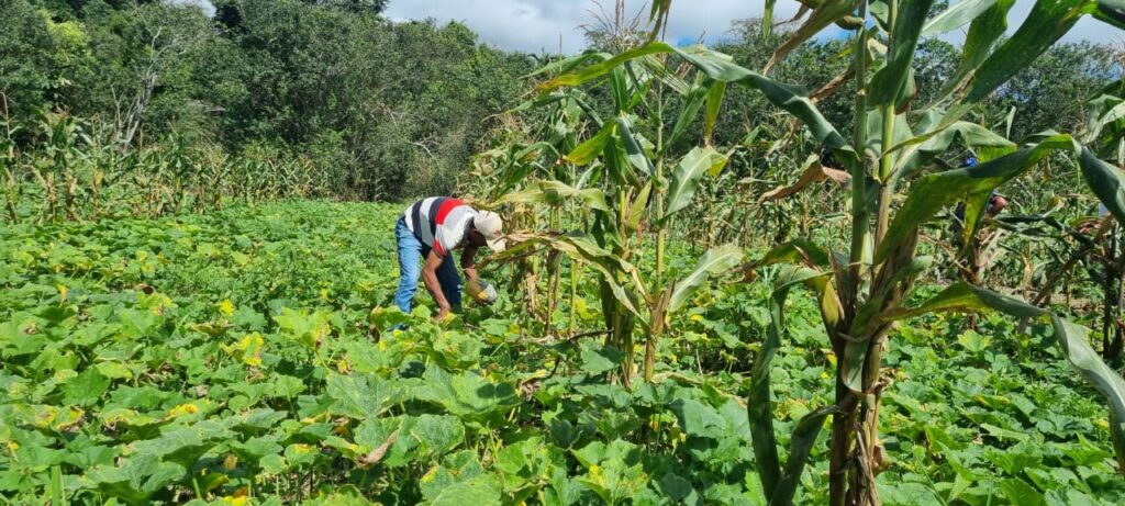 INovaland® estabelece raízes no Brasil para melhor atender comunidades e às partes interessadas na restauração de florestas