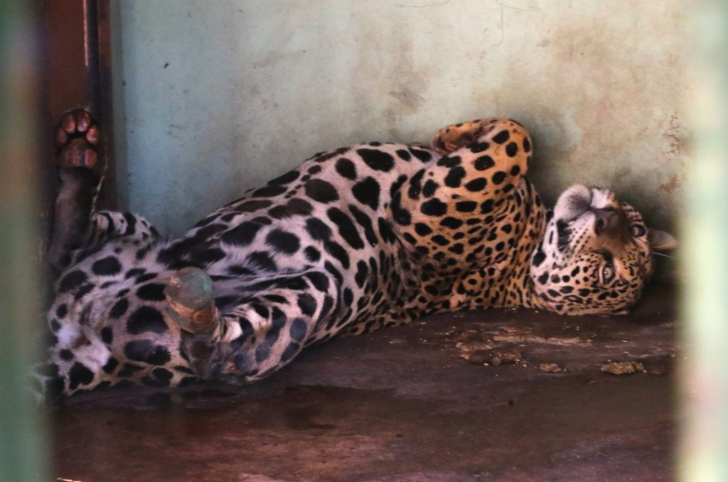 Hospital Ayty completa um ano de atividade com 3 mil reabilitações de animais silvestres