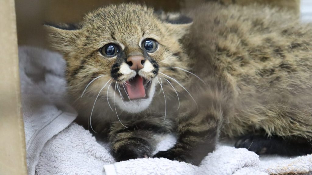 Hospital Ayty completa um ano de atividade com 3 mil reabilitações de animais silvestres