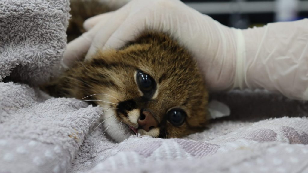 Hospital Ayty completa um ano de atividade com 3 mil reabilitações de animais silvestres