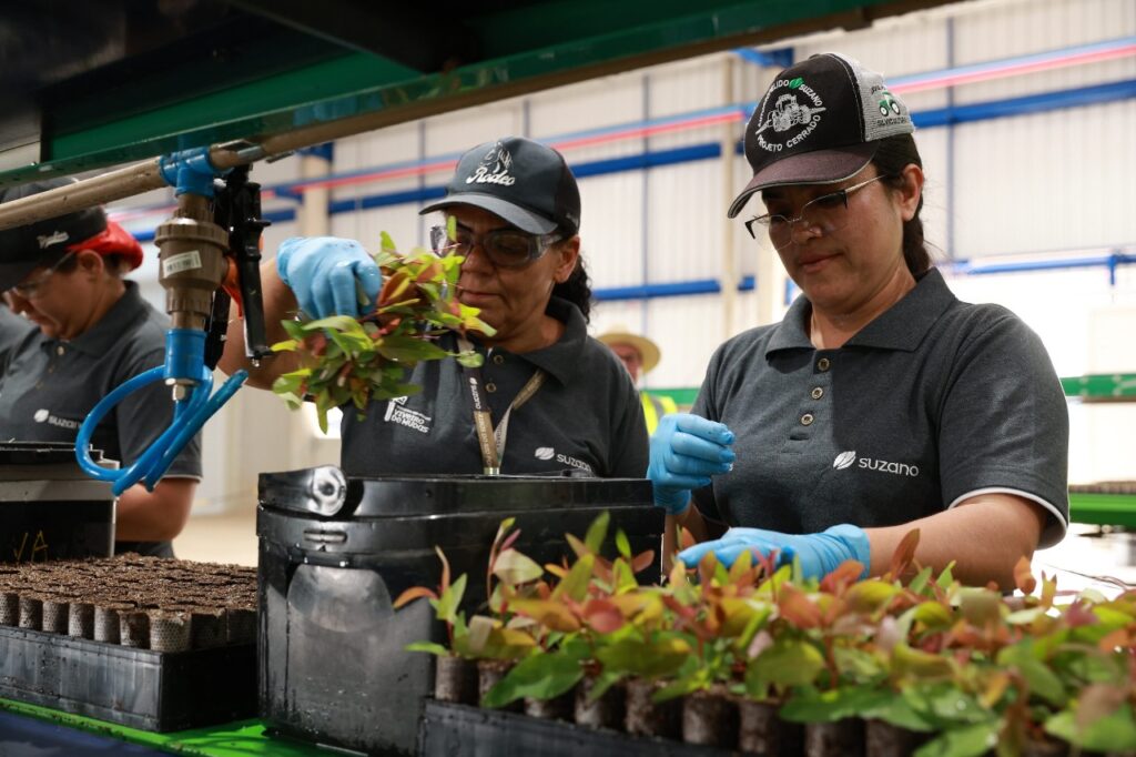 Com investimento de R$ 80 milhões, Suzano inaugura em Ribas do Rio Pardo um dos viveiros de mudas mais modernos do mundo