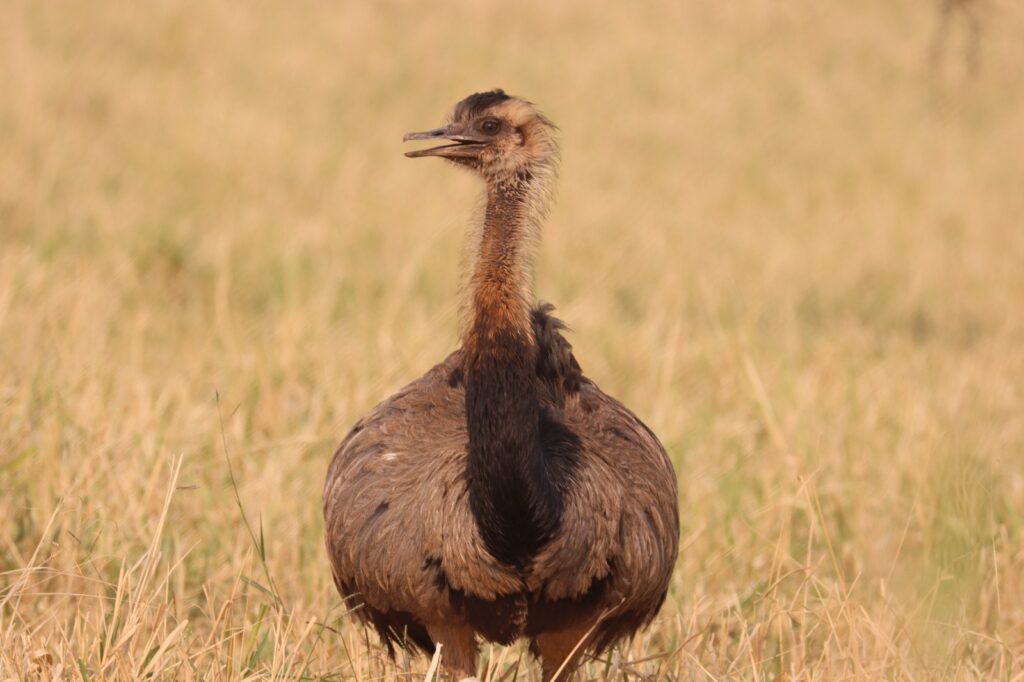 Turismo em ascensão: desafio de observação de aves registra 345 espécies em MS