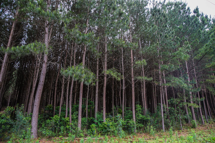 Afinal, o cultivo de eucalipto é mesmo prejudicial ao meio ambiente?