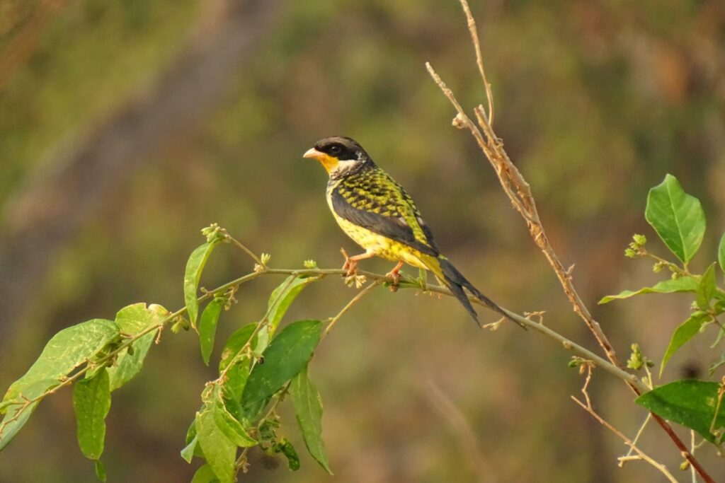 Turismo em ascensão: desafio de observação de aves registra 345 espécies em MS