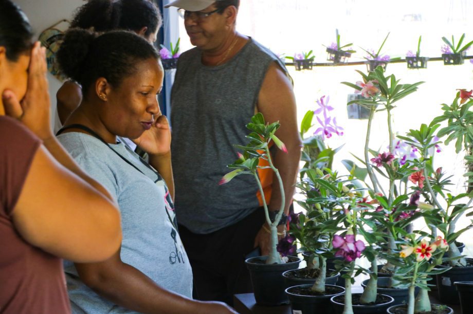 Exposição de Orquídeas e Rosas do Deserto acontece nesta quinta e sexta-feira na Casa do Artesão