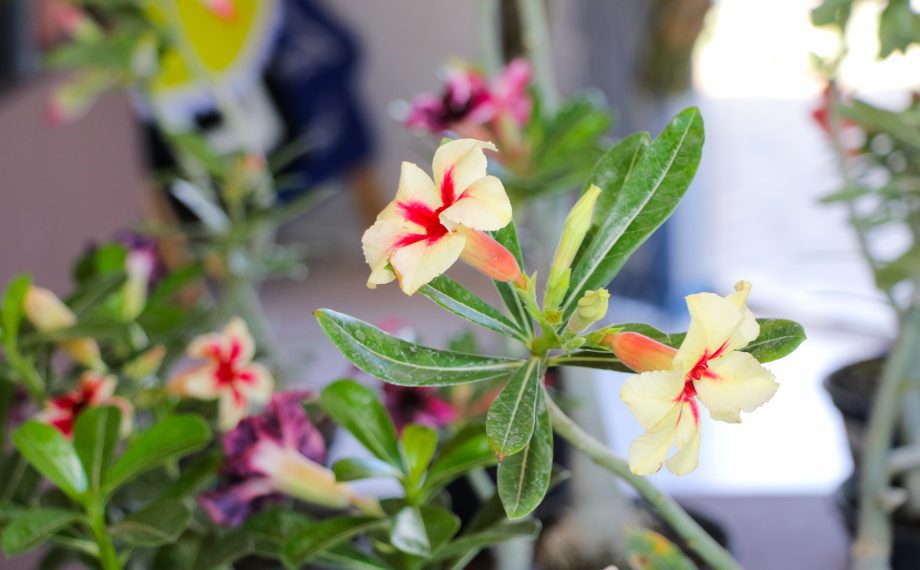 Exposição de Orquídeas e Rosas do Deserto acontece nesta quinta e sexta-feira na Casa do Artesão