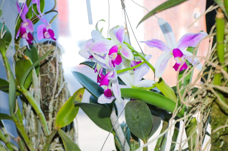 Exposição de Orquídeas e Rosas do Deserto acontece nesta quinta e sexta-feira na Casa do Artesão