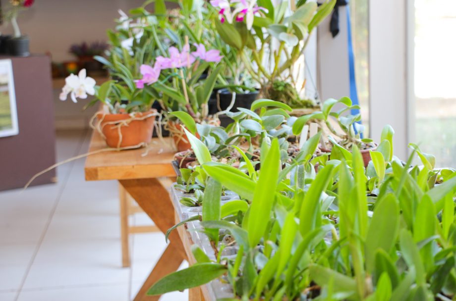 Exposição de Orquídeas e Rosas do Deserto acontece nesta quinta e sexta-feira na Casa do Artesão