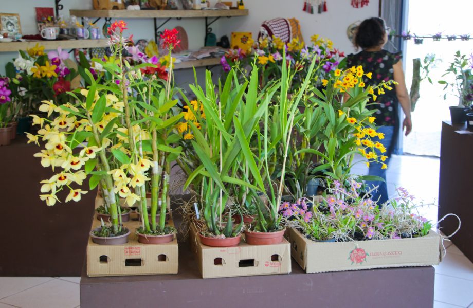 Exposição de Orquídeas e Rosas do Deserto acontece nesta quinta e sexta-feira na Casa do Artesão