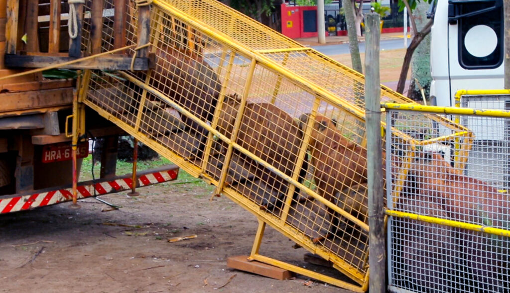 Prefeitura leva 44 capivaras da Lagoa Maior para o Parque Natural do Pombo; Entenda