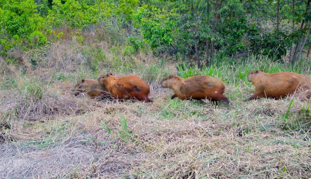 Prefeitura leva 44 capivaras da Lagoa Maior para o Parque Natural do Pombo; Entenda