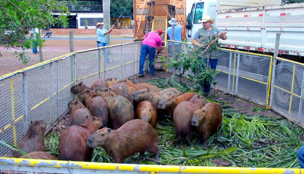 Prefeitura leva 44 capivaras da Lagoa Maior para o Parque Natural do Pombo; Entenda