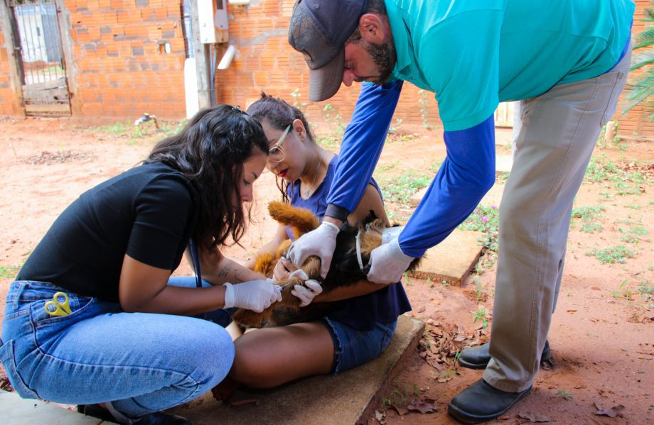 ENCOLEIRA CÃO – 5ª etapa do projeto inicia com ação preventiva contra a Leishmaniose em Três Lagoas