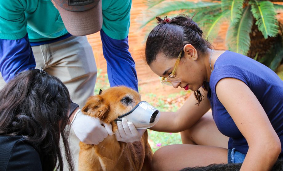 ENCOLEIRA CÃO – 5ª etapa do projeto inicia com ação preventiva contra a Leishmaniose em Três Lagoas