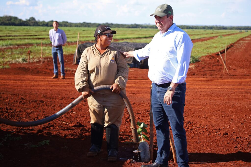 Com citricultura em expansão, produção de gigante do setor de laranja está em pleno vapor em MS