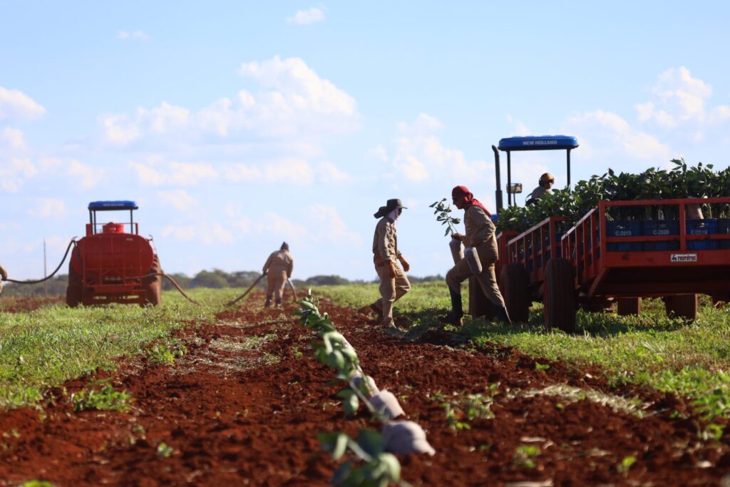 Com citricultura em expansão, produção de gigante do setor de laranja está em pleno vapor em MS