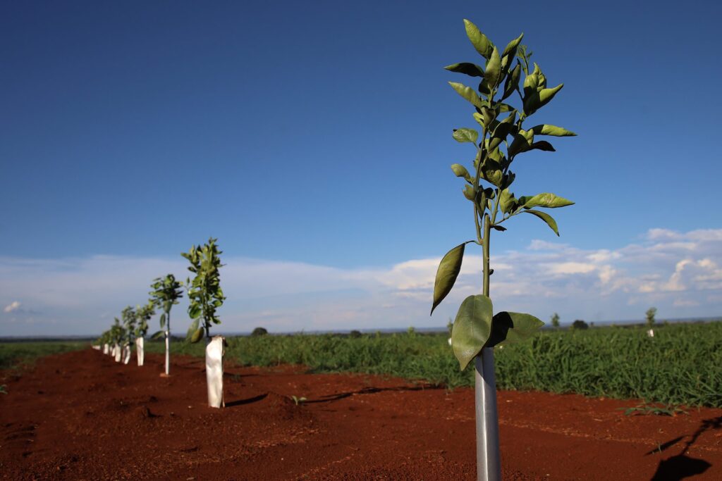 Com citricultura em expansão, produção de gigante do setor de laranja está em pleno vapor em MS