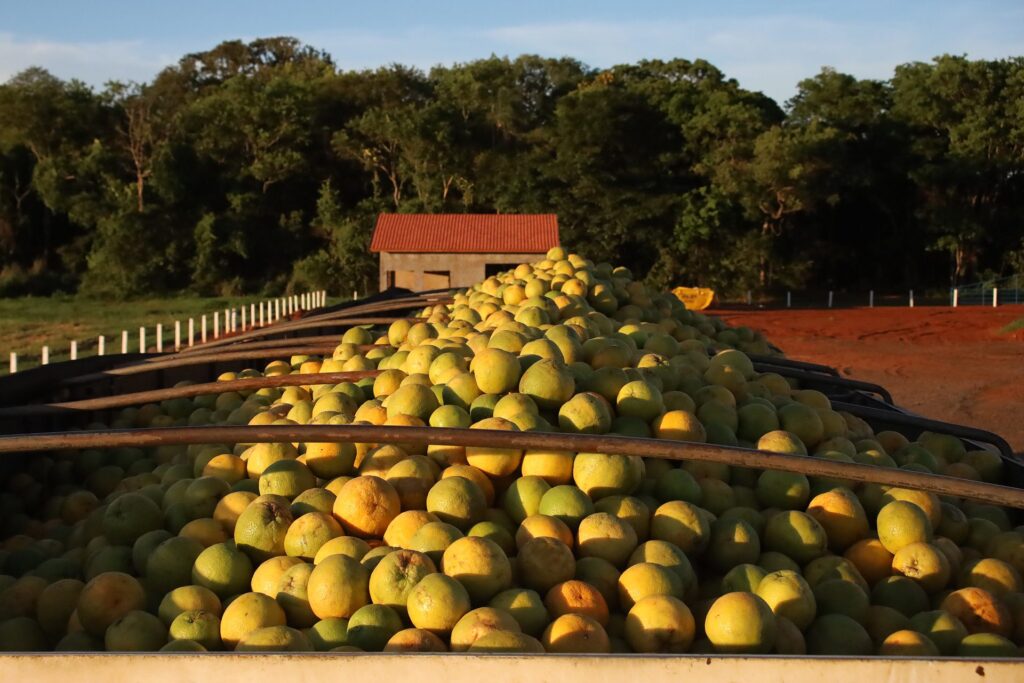 Com citricultura em expansão, produção de gigante do setor de laranja está em pleno vapor em MS