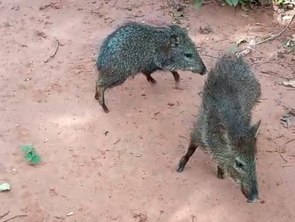 Imasul realiza soltura de mais de 60 animais silvestres no Recanto Ecológico Rio da Prata