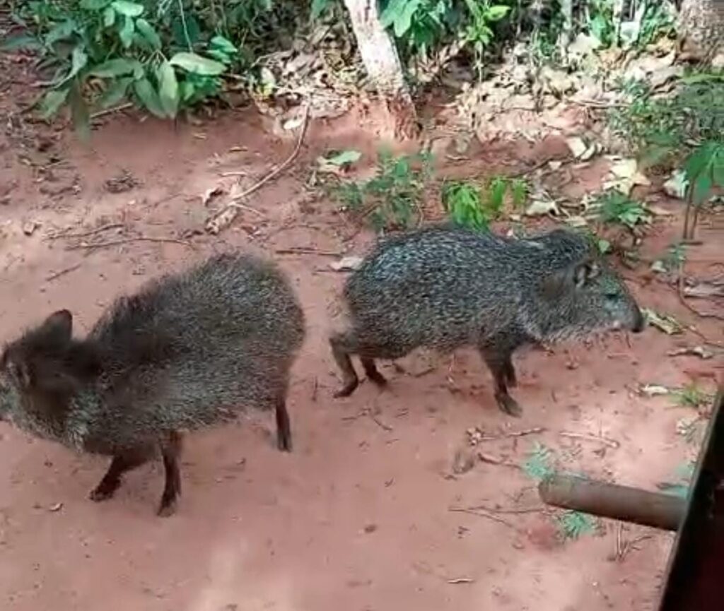 Imasul realiza soltura de mais de 60 animais silvestres no Recanto Ecológico Rio da Prata